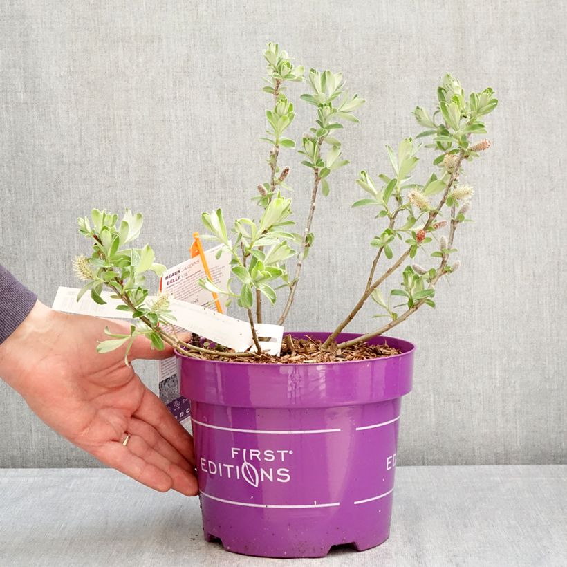 Salix candida Iceberg Alley - Sauce Maceta 3L/4L Ejemplar entregado en la primavera