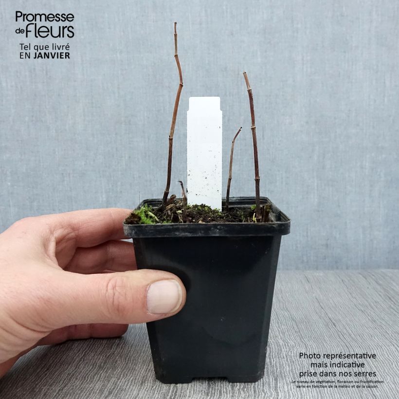 Saururus cernuus - Cola de lagarto Maceta de 8/9 cm Ejemplar entregado en invierno