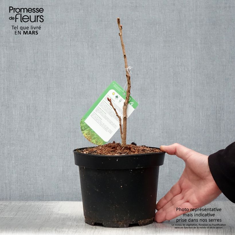 Koelreuteria paniculata Coral Sun Maceta 3L/4L Ejemplar entregado en la primavera