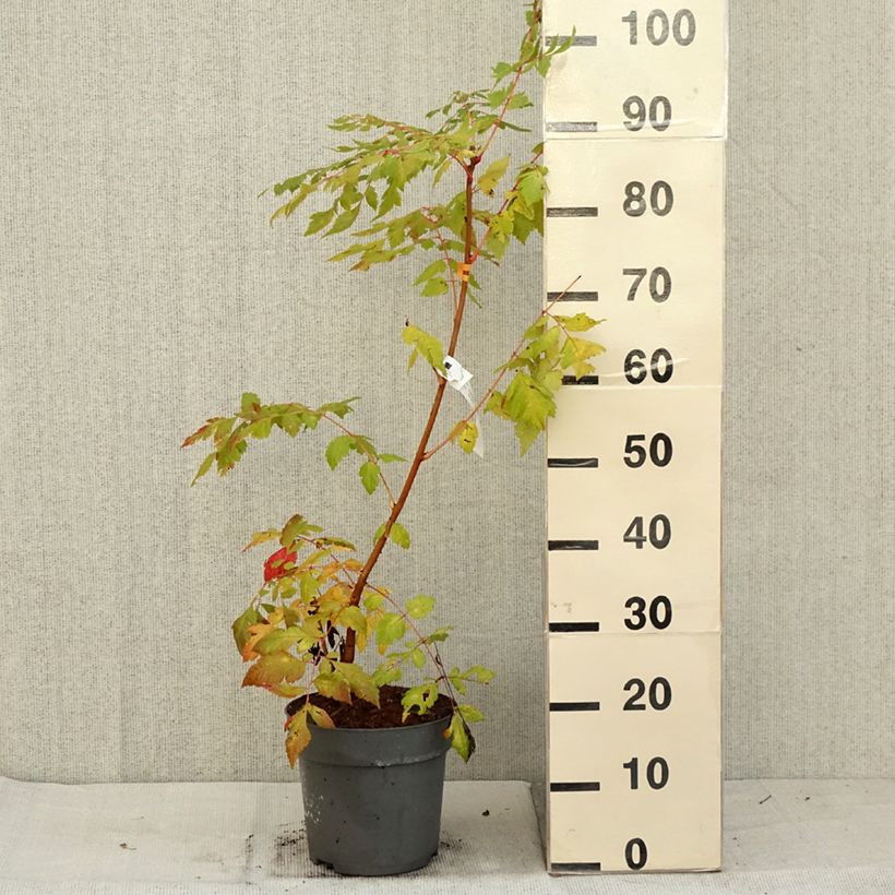 Ejemplar de Koelreuteria paniculata Coral Sun Maceta 7,5L/10L entregado en otoño