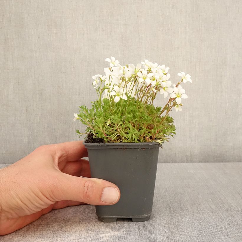Saxifraga arendsii Adebar - Saxífraga Maceta de 8/9 cm Ejemplar entregado en la primavera