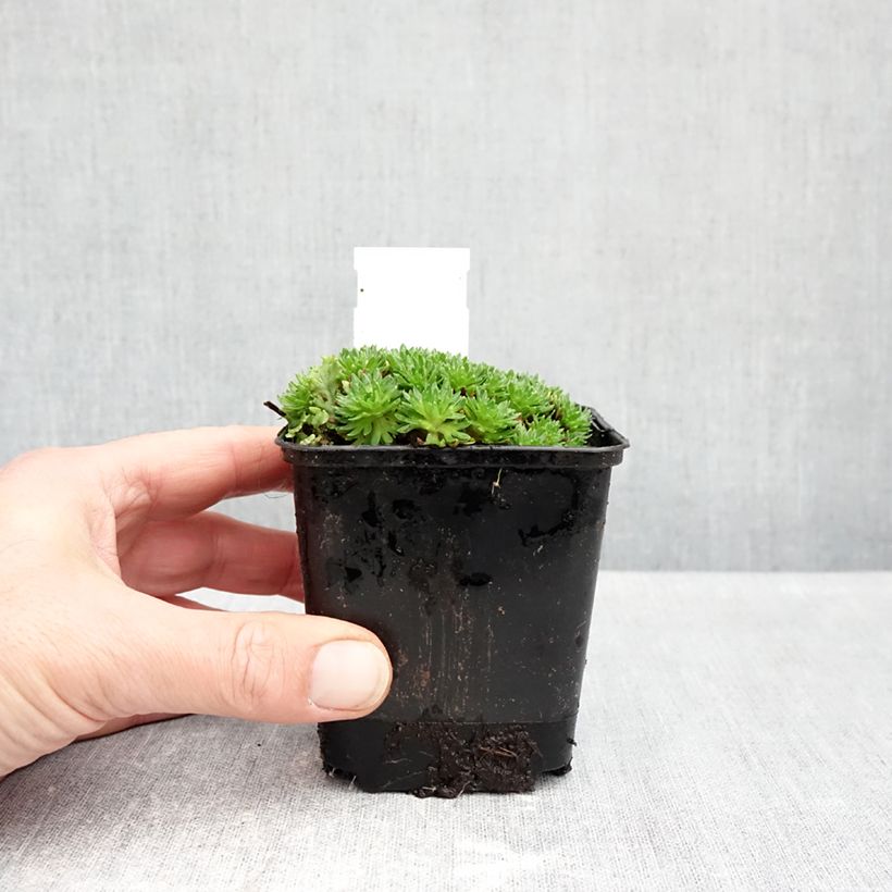 Ejemplar de Saxifraga arendsii Compactum - Saxífraga Maceta de 8/9 cm entregado en otoño