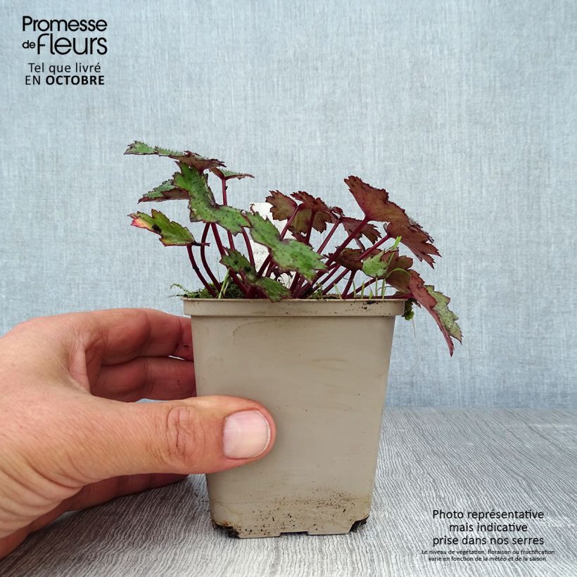 Ejemplar de Saxifraga cortusifolia Black Ruby - Saxífraga Maceta de 8/9 cm entregado en otoño