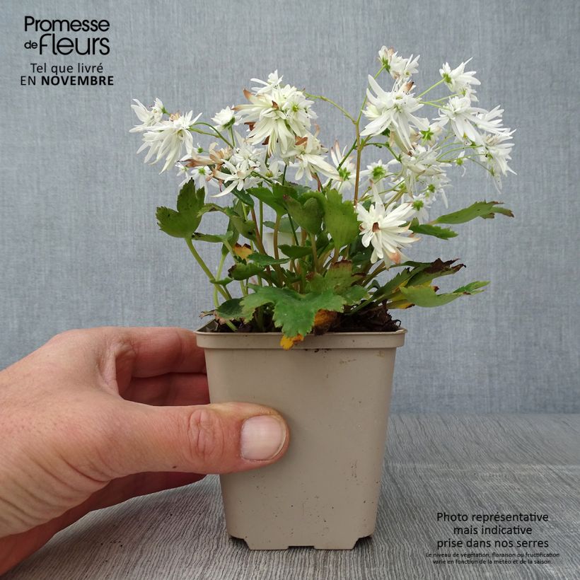 Ejemplar de Saxifraga cortusifolia Shiranami - Saxífraga Maceta de 8/9 cm entregado en otoño