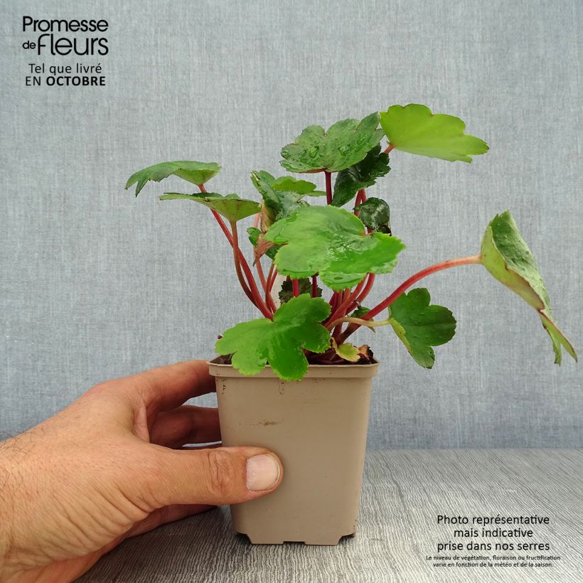 Ejemplar de Saxifraga fortunei Beni Tsukasa - Saxífraga Maceta de 8/9 cm entregado en otoño