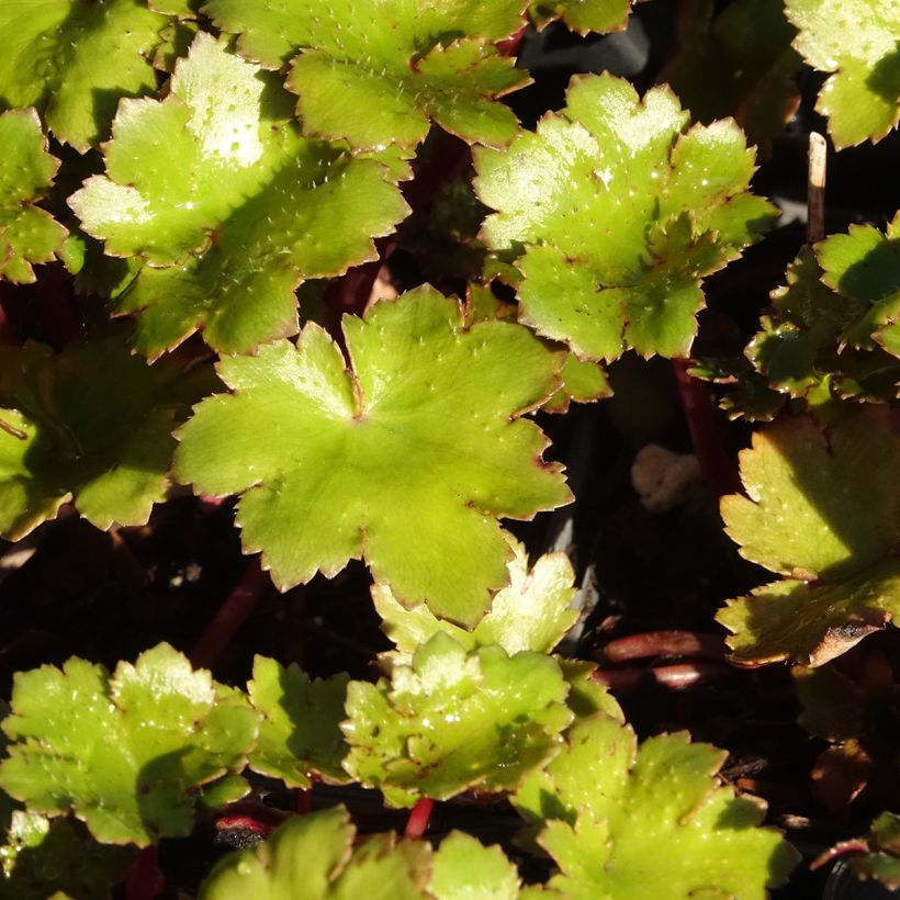 Saxifraga fortunei Beni Tsukasa - Saxífraga (Follaje)