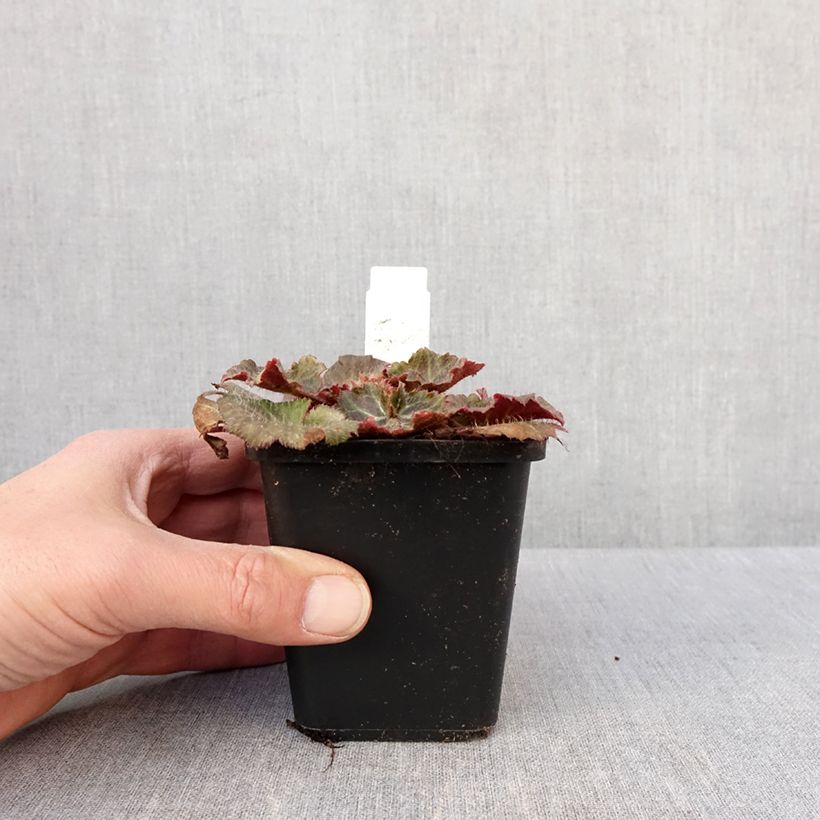 Saxifraga stolonifera Cuscutiformis - Saxífraga Maceta de 8/9 cm Ejemplar entregado en invierno