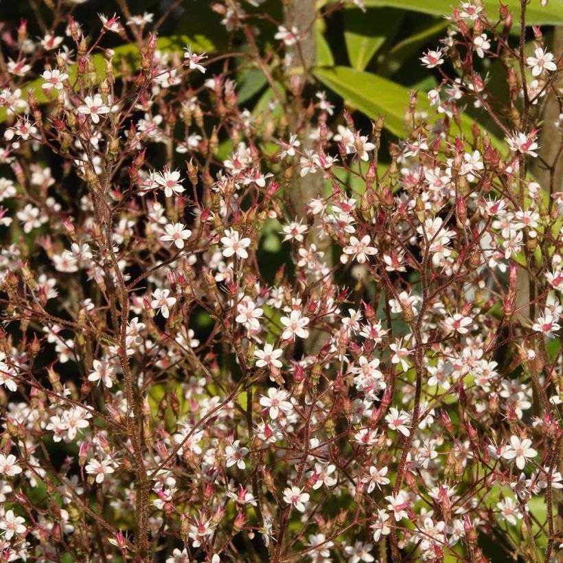Saxifraga urbium Aureopunctata - Saxífraga (Floración)