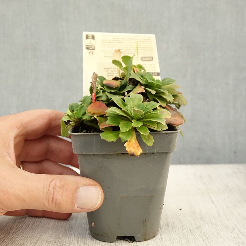 Ejemplar de Saxifraga urbium Aureopunctata - Saxífraga Maceta de 8/9 cm entregado en otoño