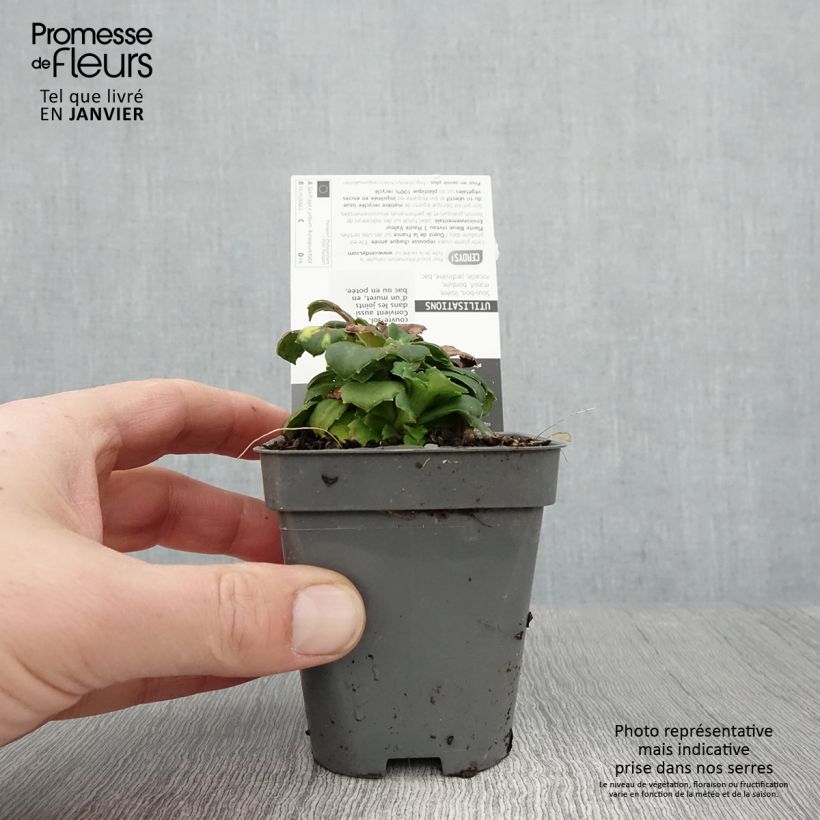 Saxifraga urbium Aureopunctata - Saxífraga Maceta de 8/9 cm Ejemplar entregado en invierno