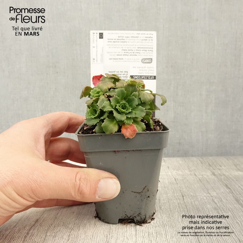 Saxifraga urbium Aureopunctata - Saxífraga Maceta de 8/9 cm Ejemplar entregado en la primavera