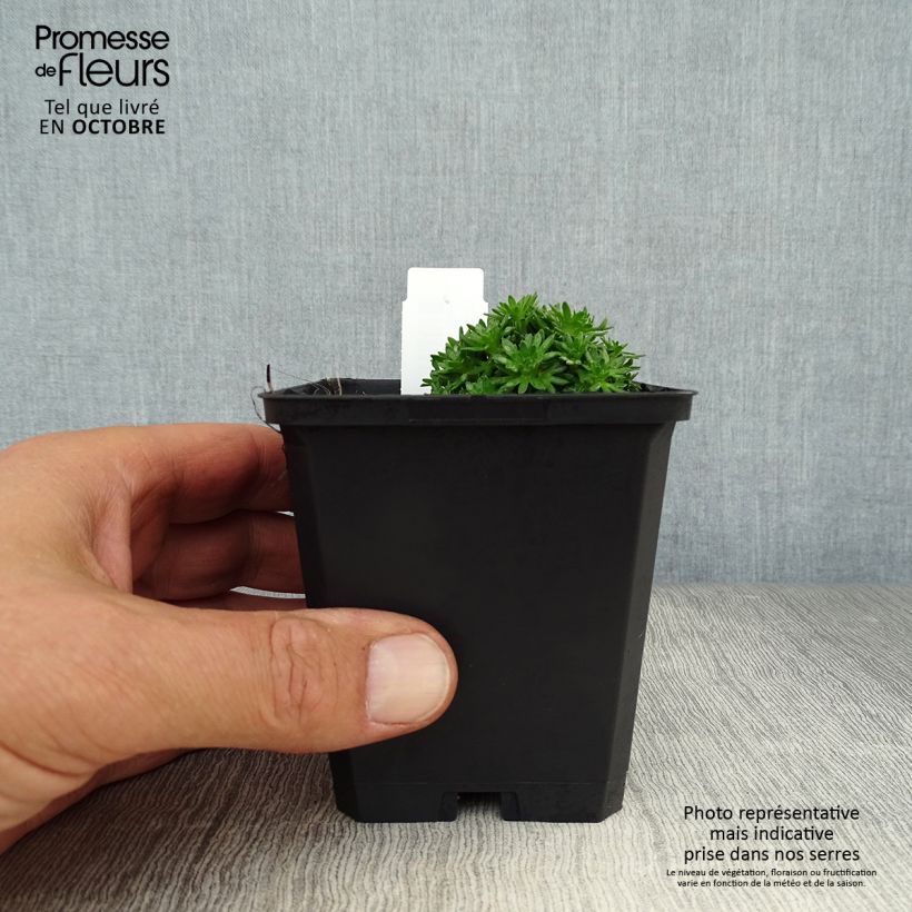 Ejemplar de Saxifraga arendsii Pixie White - Saxífraga Maceta de 8/9 cm entregado en otoño
