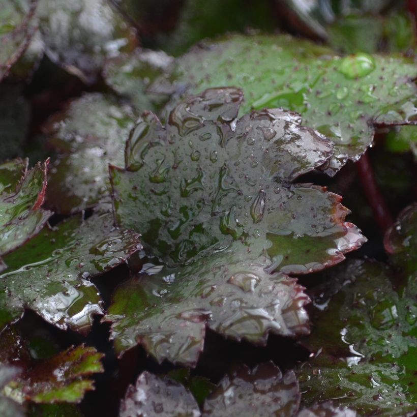 Saxifraga cortusifolia Black Ruby - Saxífraga (Follaje)