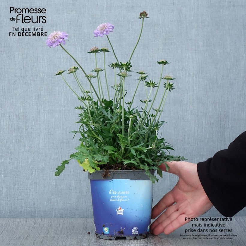 Ejemplar de Scabiosa columbaria Butterfly Blue - Escabiosa Maceta 2L/3L entregado en otoño