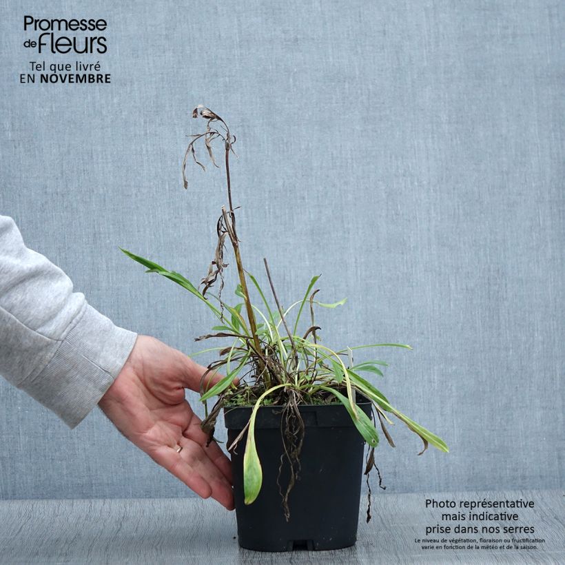 Ejemplar de Scabiosa caucasica Alba - Escabiosa Maceta 2L/3L entregado en otoño