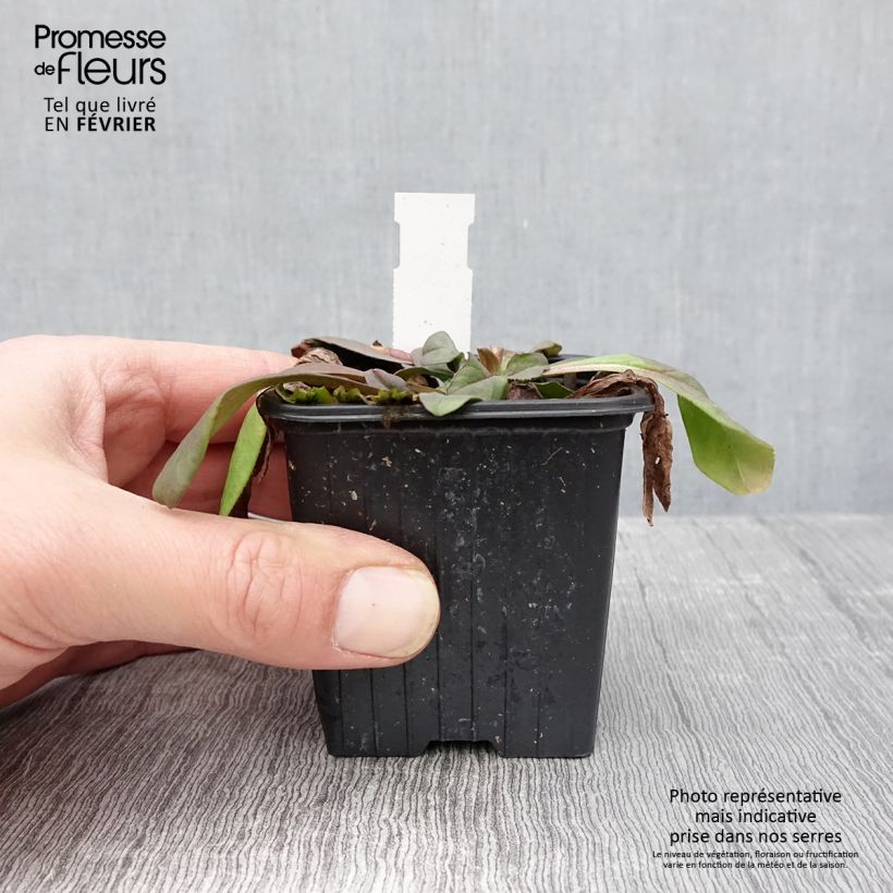 Scabiosa canescens Maceta de 8/9 cm Ejemplar entregado en invierno