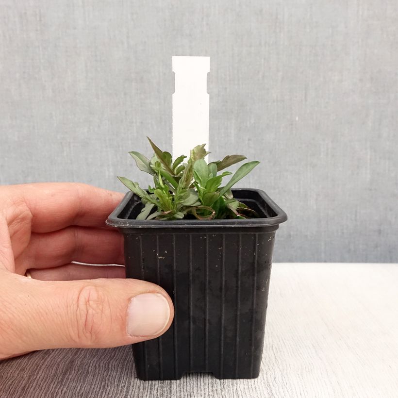 Scabiosa canescens Maceta de 8/9 cm Ejemplar entregado en la primavera