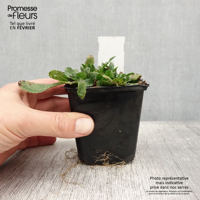 Scabiosa columbaria var. nana Pincushion Pink - Escabiosa Maceta de 8/9 cm Ejemplar entregado en invierno