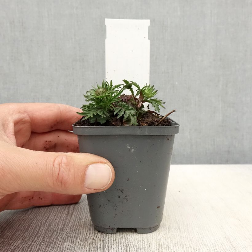 Scabiosa columbaria var. nana Pincushion Pink - Escabiosa Maceta de 8/9 cm Ejemplar entregado en la primavera