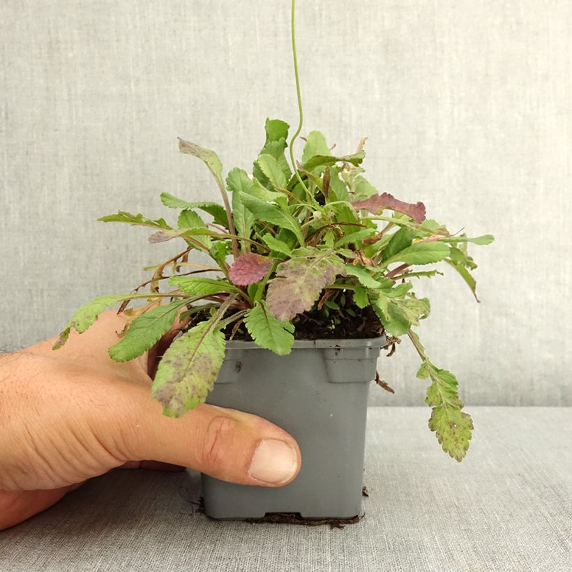 Ejemplar de Scabiosa Nova Dew Drops - Escabiosa Maceta de 8/9 cm entregado en verano
