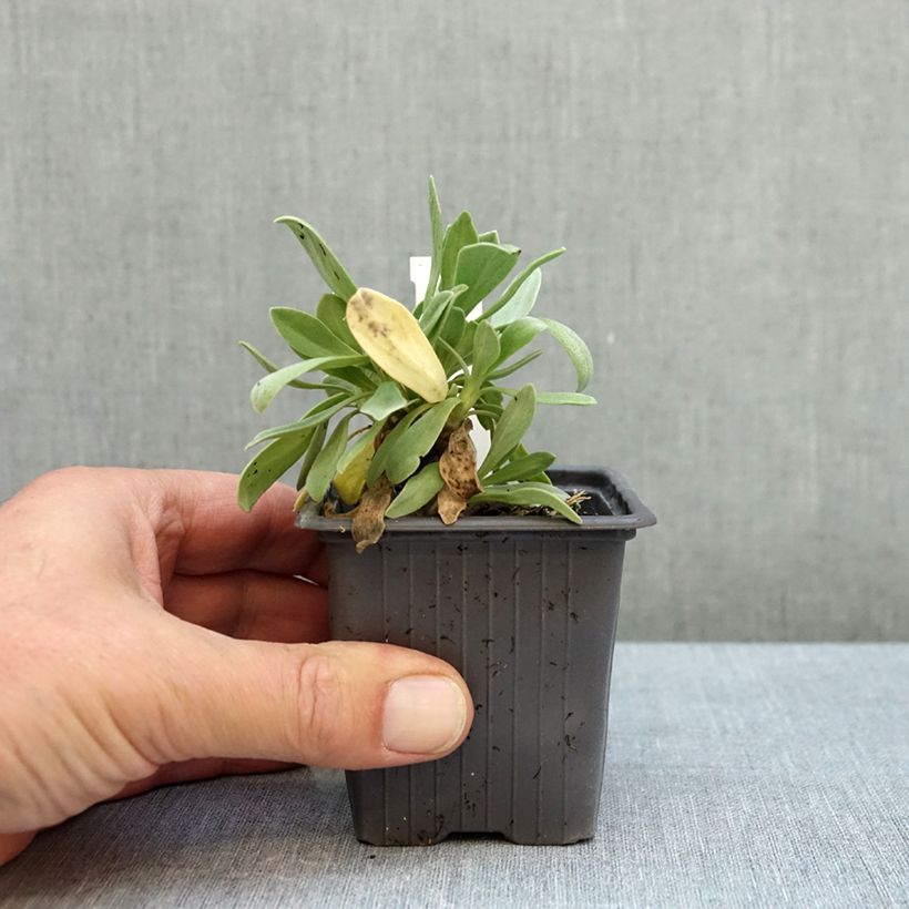 Ejemplar de Scabiosa cretica - Escabiosa Maceta de 8/9 cm entregado en otoño