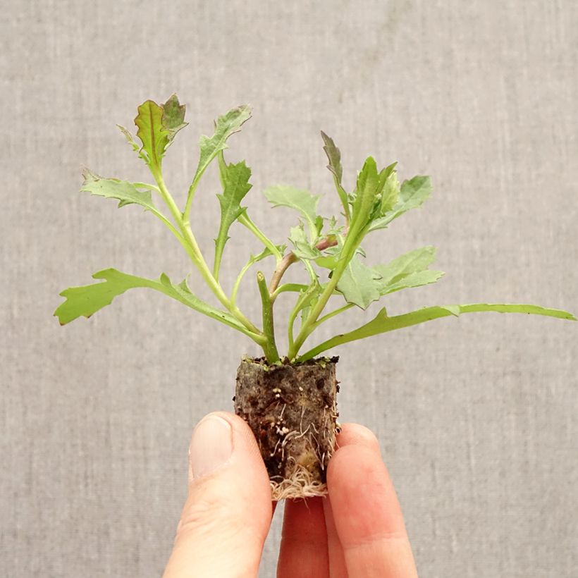 Scaevola aemula Baby Pink Touch minicepellón: Ø 3/4 cm Ejemplar entregado en la primavera