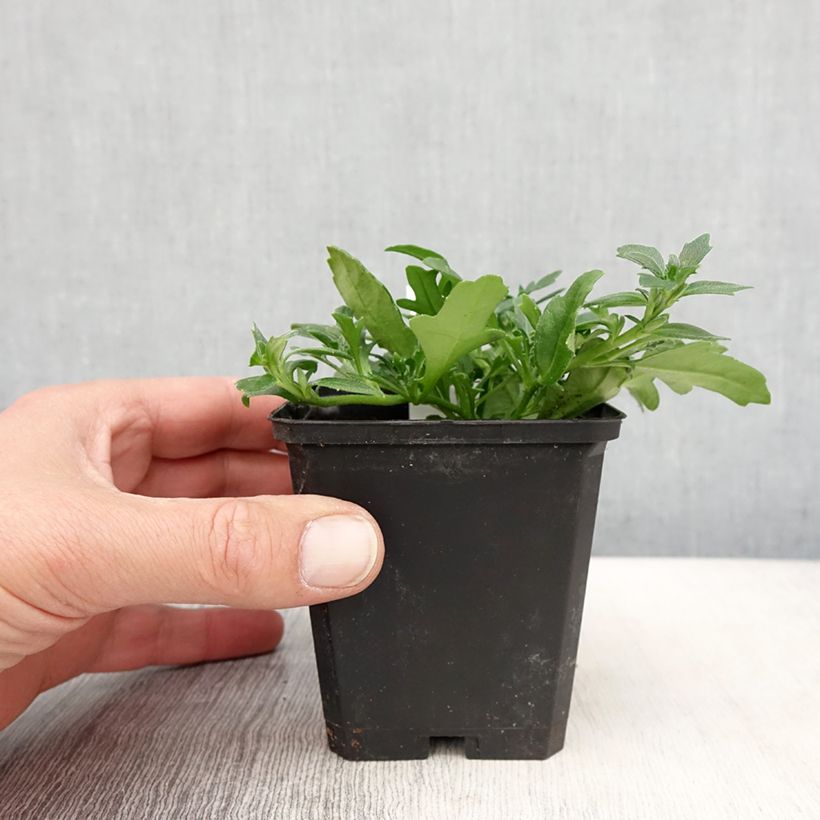 Scaevola aemula Surdiva Blanc Maceta de 8/9 cm Ejemplar entregado en la primavera