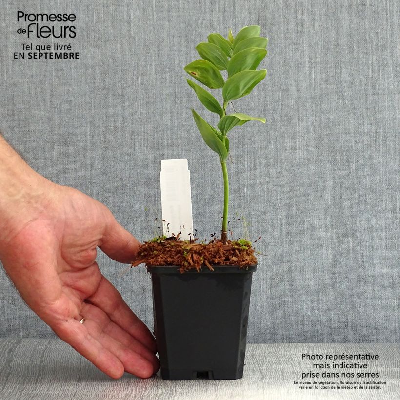 Ejemplar de Polygonatum commutatum Maceta de 8/9 cm entregado en verano