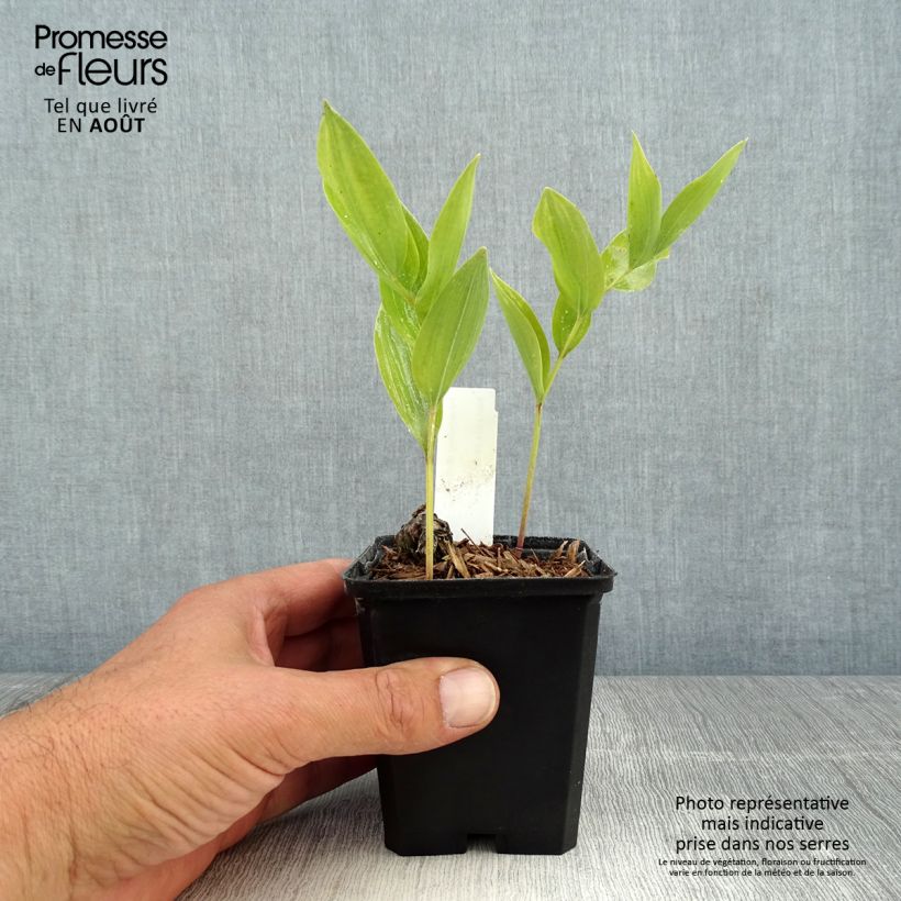 Ejemplar de Polygonatum odoratum - Sello de Salomón Maceta de 8/9 cm entregado en verano