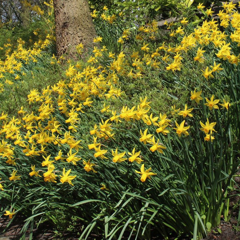 Narciso cyclamineus Rapture (Porte)