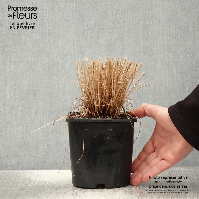 Schizachyrium scoparium Colorado Maceta 2L/3L Ejemplar entregado en invierno