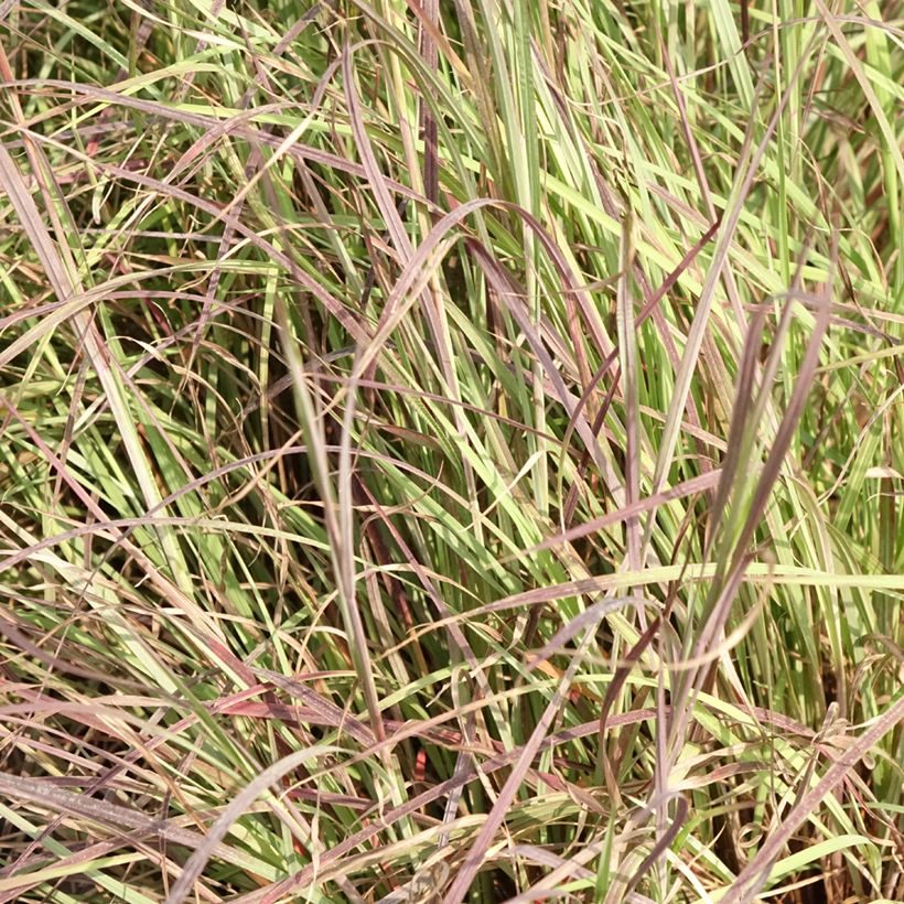 Schizachyrium scoparium Colorado (Follaje)