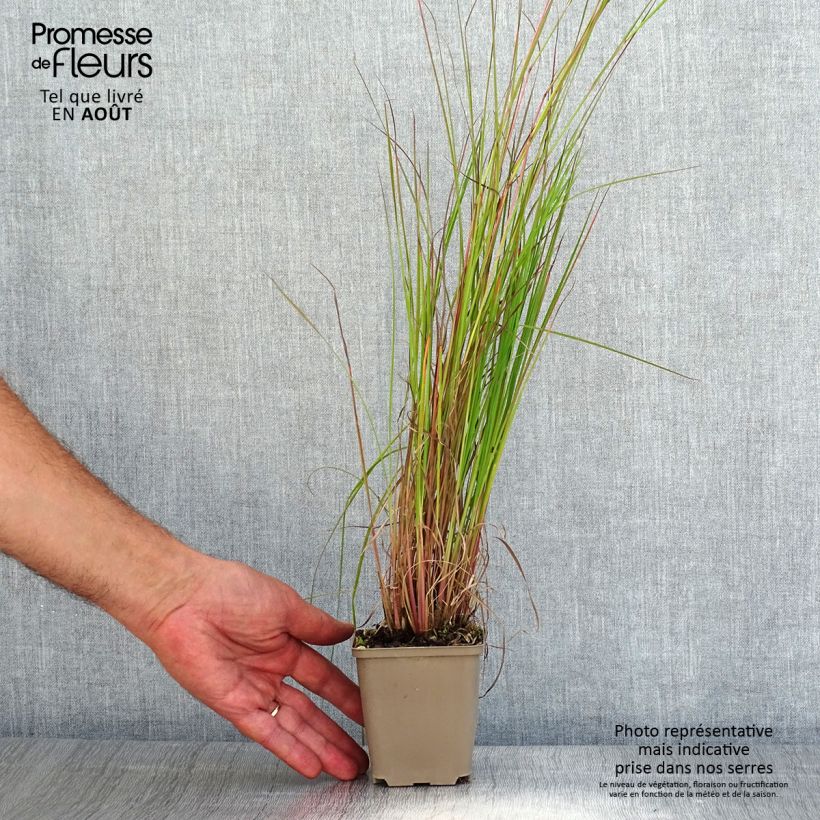Ejemplar de Schizachyrium scoparium Blaze Maceta de 8/9 cm entregado en verano