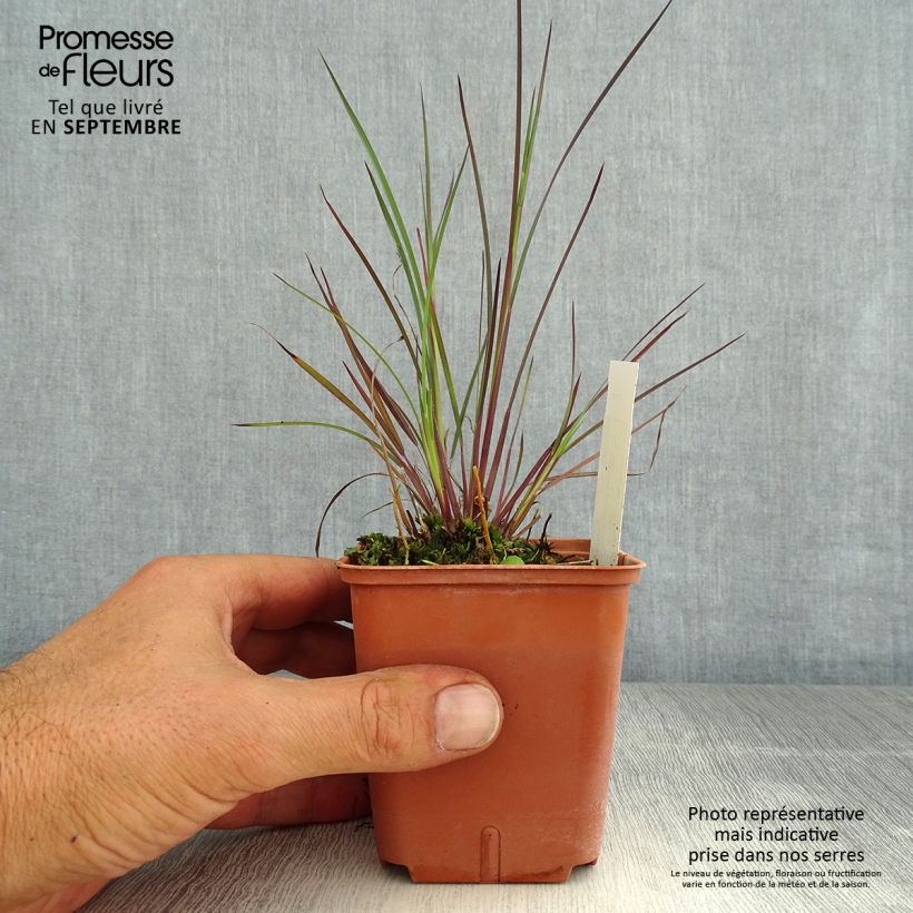 Ejemplar de Schizachyrium scoparium Blue Heaven Maceta de 8/9 cm entregado en verano