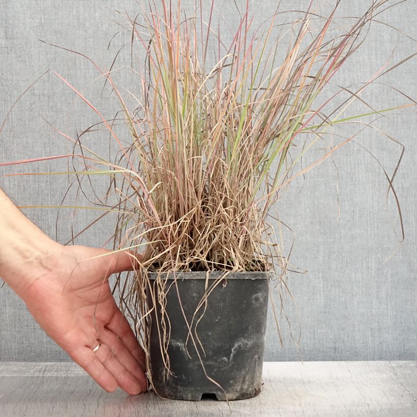 Ejemplar de Schizachyrium scoparium Blue Heaven Maceta 2L/3L entregado en otoño