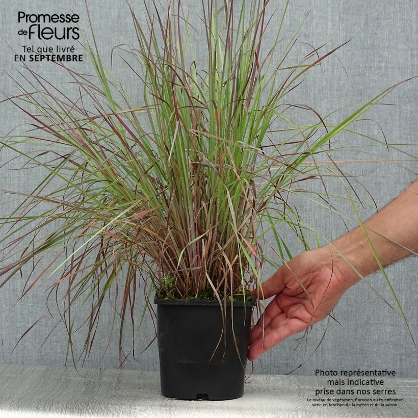 Ejemplar de Schizachyrium scoparium Blue Heaven Maceta 2L/3L entregado en verano