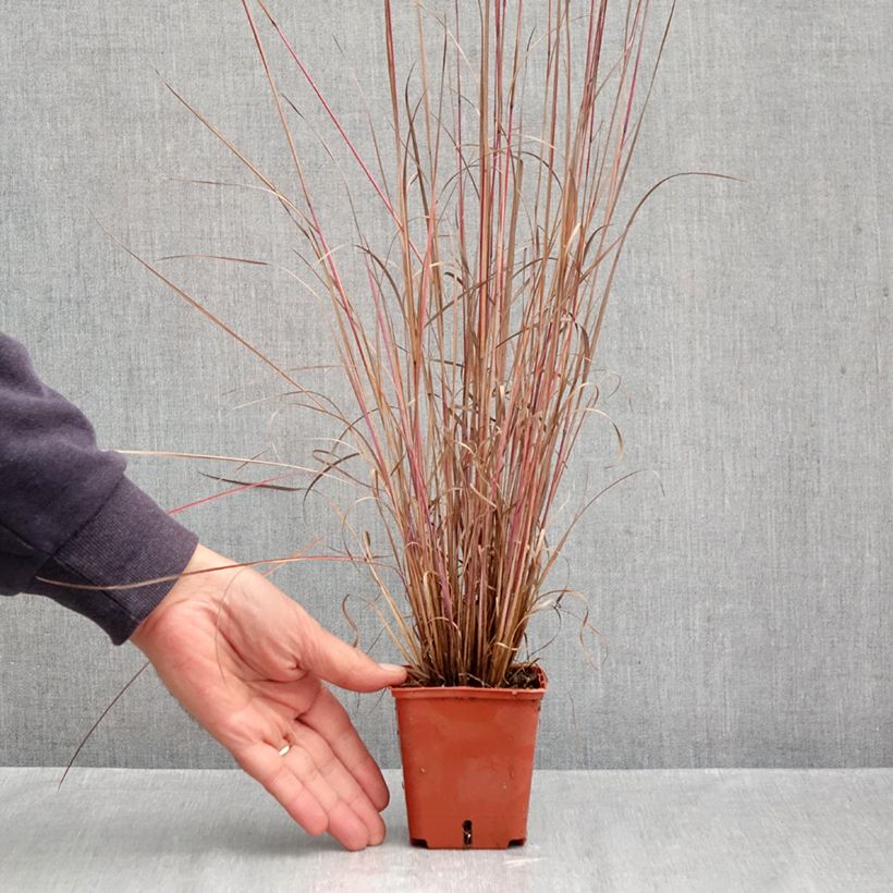 Ejemplar de Schizachyrium scoparium Blue Heaven Maceta de 8/9 cm entregado en otoño