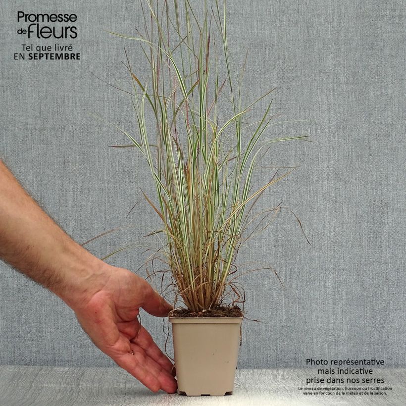 Ejemplar de Schizachyrium scoparium Chameleon Maceta de 8/9 cm entregado en otoño