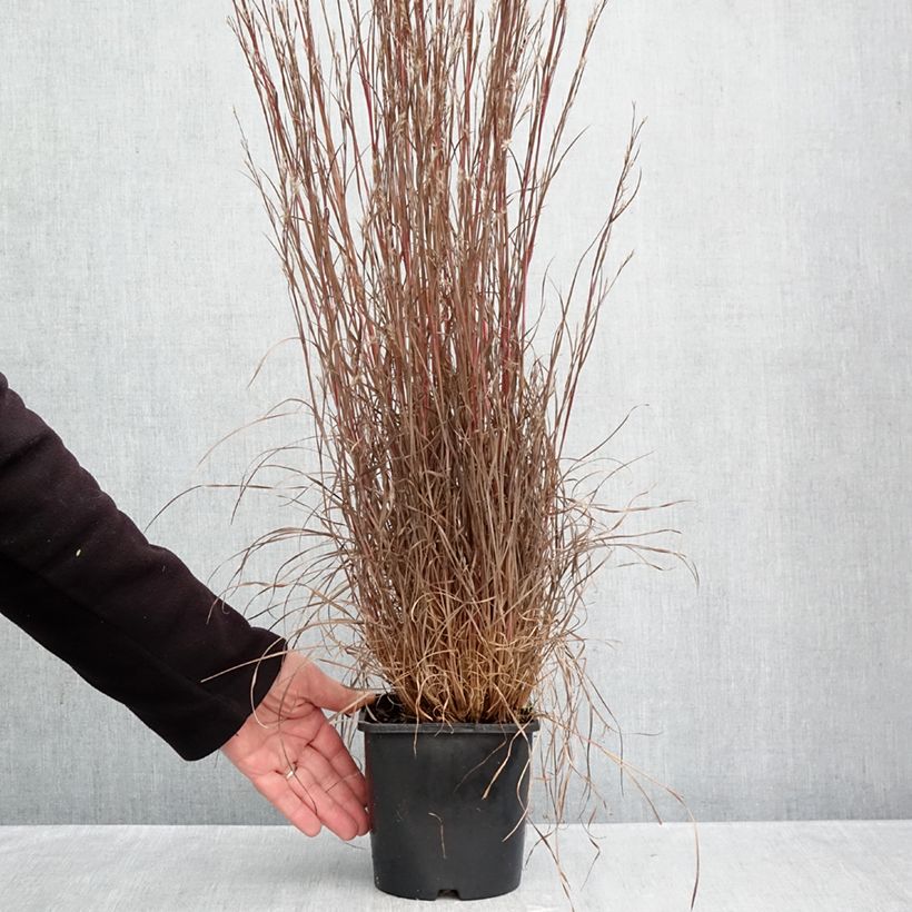 Ejemplar de Schizachyrium scoparium Chameleon Maceta 2L/3L entregado en otoño
