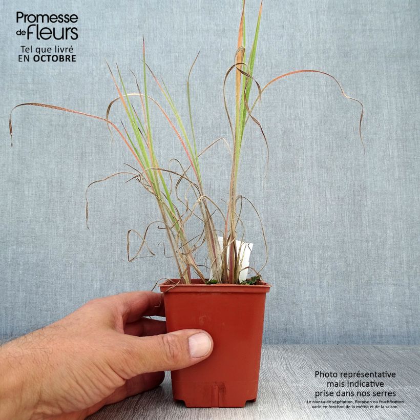 Ejemplar de Schizachyrium scoparium Ha Ha Tonka Maceta de 8/9 cm entregado en otoño