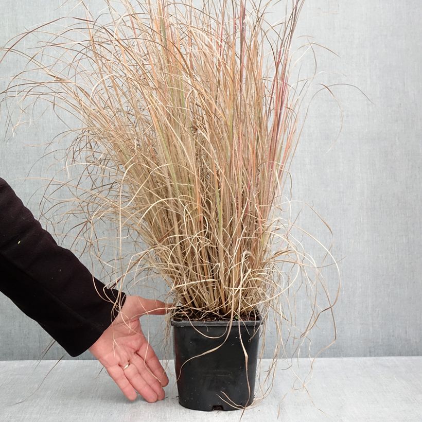 Ejemplar de Schizachyrium scoparium Ha Ha Tonka Maceta 2L/3L entregado en otoño