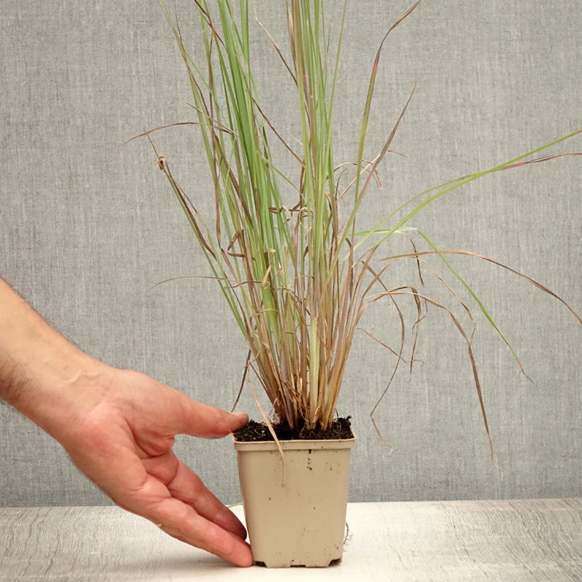 Ejemplar de Schizachyrium scoparium Standing Ovation Maceta de 8/9 cm entregado en verano