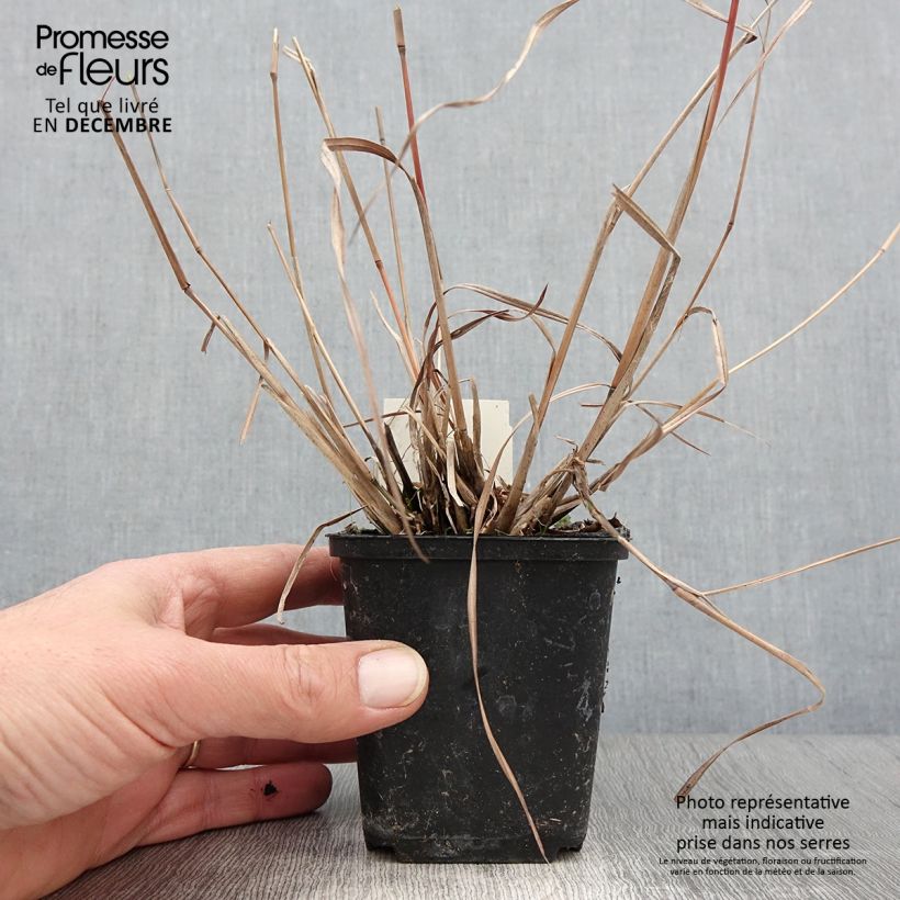 Ejemplar de Schizachyrium scoparium Wild West Maceta de 8/9 cm entregado en otoño