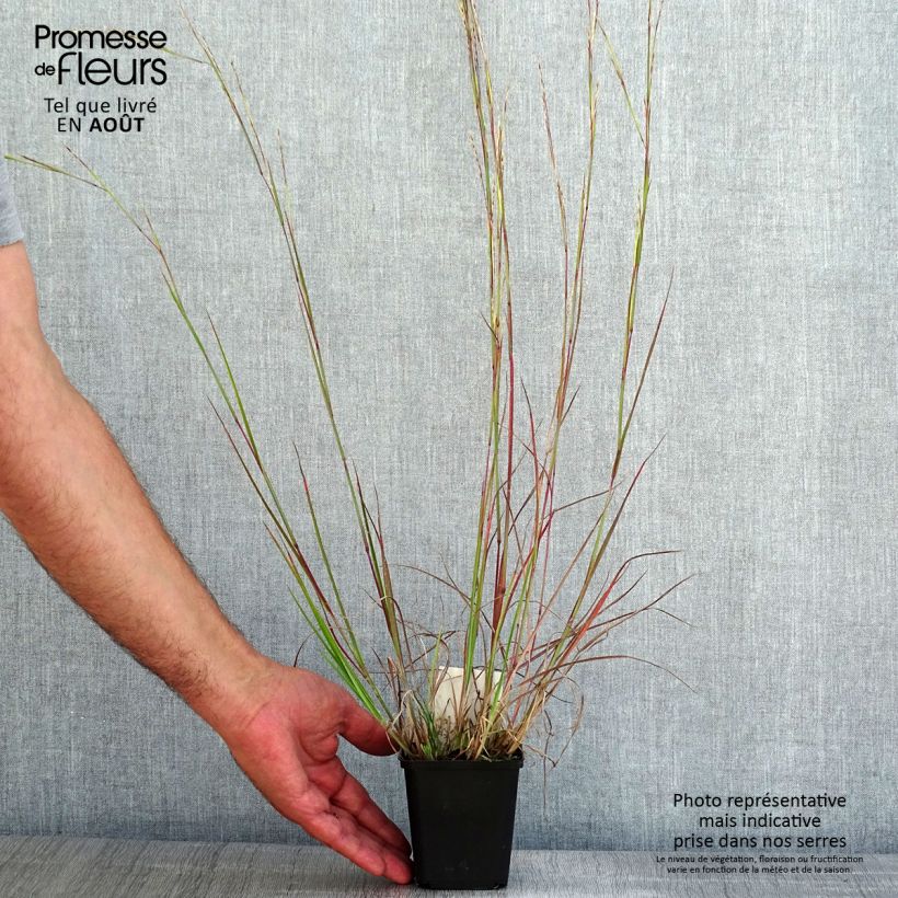 Ejemplar de Schizachyrium scoparium Wild West Maceta de 8/9 cm entregado en verano