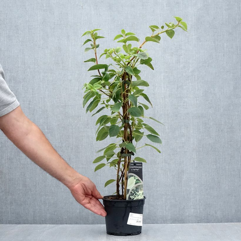 Ejemplar de Schizophragma fauriei Angel Wings Maceta 2L/3L entregado en verano