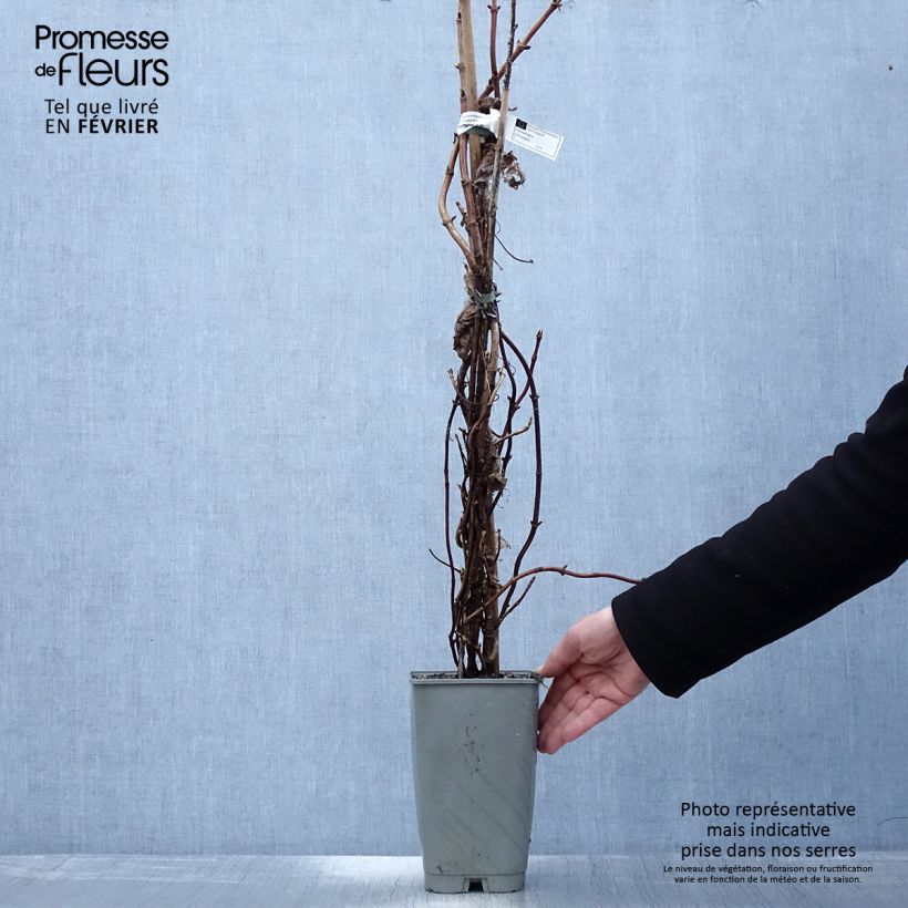 Schizophragma hydrangeoides Burst of Light Maceta 2L/3L Ejemplar entregado en invierno