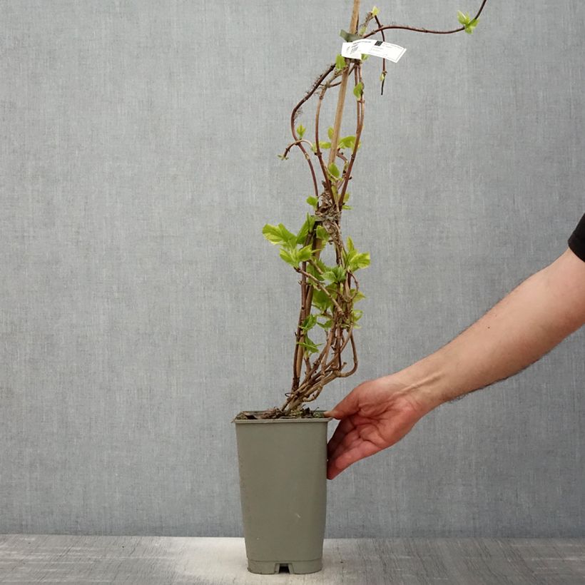 Schizophragma hydrangeoides Burst of Light Maceta 2L/3L Ejemplar entregado en la primavera