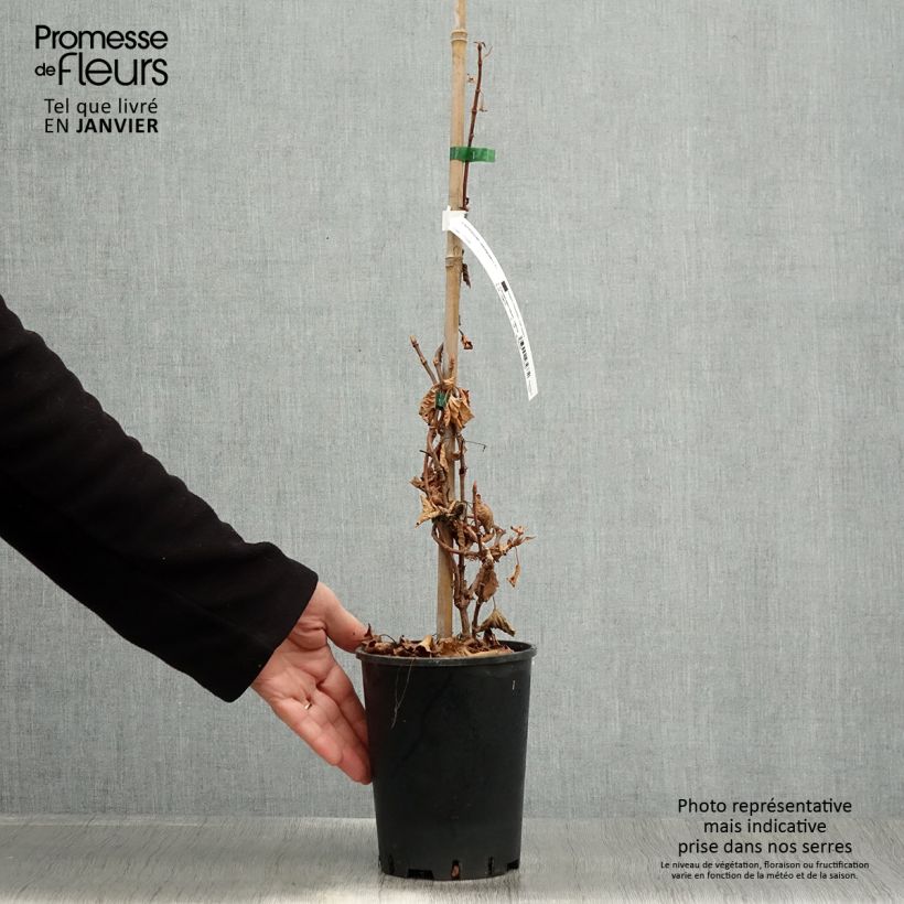 Schizophragma hydrangeoides Maceta 2L/3L Ejemplar entregado en invierno