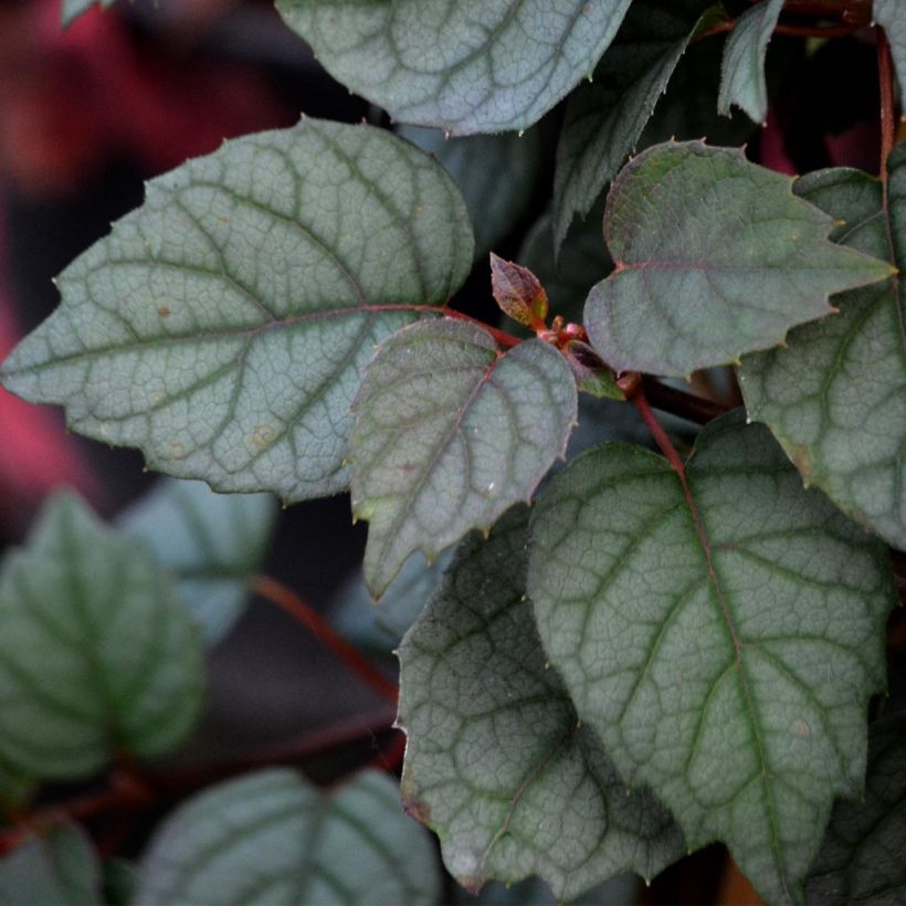 Schizophragma hydrangeoïdes Moonlight (Follaje)