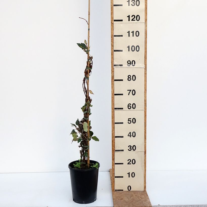 Ejemplar de Schizophragma hydrangeoides Rose Sensation Maceta 6L/7L entregado en otoño